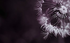 植物蒲公英背景素材圖