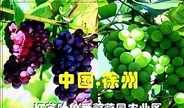 鲜花水果礼品类 名片模板 CDR_2240