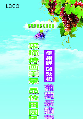 葡萄采摘