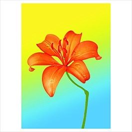鲜花一支