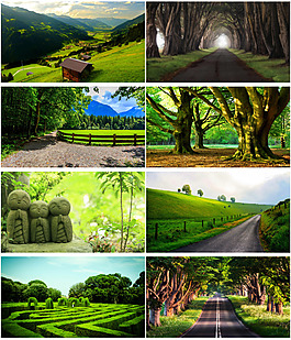绿色森林背景