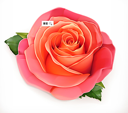 漂亮的玫瑰花矢量素材