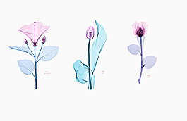 透明花卉psd
