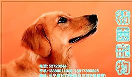 寵物類 名片模板 CDR_4457