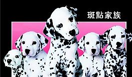寵物類 名片模板 CDR_4527
