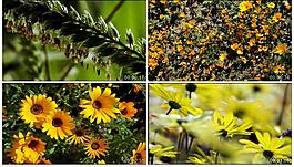花漸開花滿地視頻素材