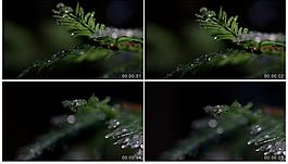 樹(shù)葉視頻素材