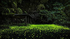 背景 海報 森林 桌面 淘寶素材