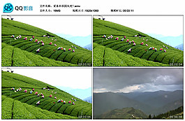 采茶和茶園風(fēng)光視頻素材