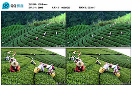 采茶視頻素材