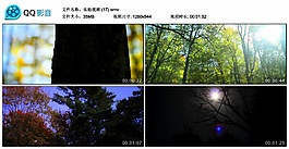 樹林視頻素材