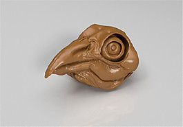 鳥頭骨3D打印模型