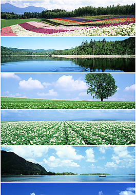 花海背景