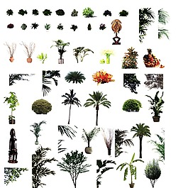 植物 PSD