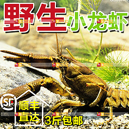 淘宝 龙虾 主图