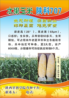 玉米