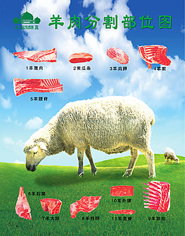 羊肉分割圖