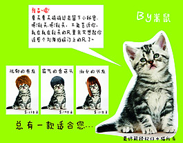 萌貓一只