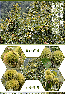 板栗詳情
