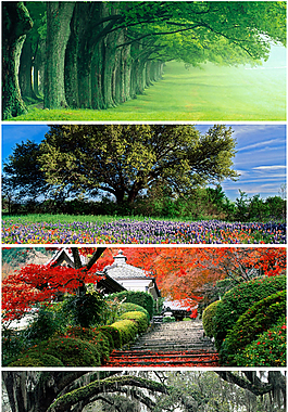 樹(shù)林背景