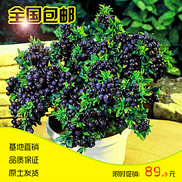 盆栽植物主圖 主圖 花草主圖
