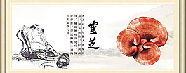 靈芝banner設(shè)計(jì)