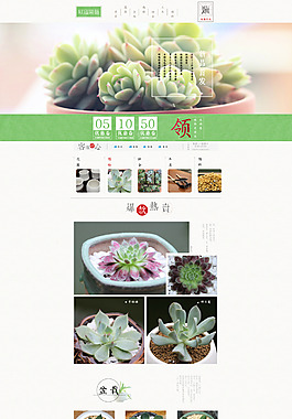 淘寶天貓多肉植物首頁