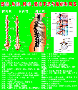 脊椎对照表