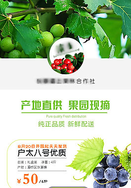 淘宝葡萄产品宣传页