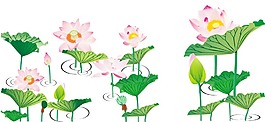 荷花AI矢量圖