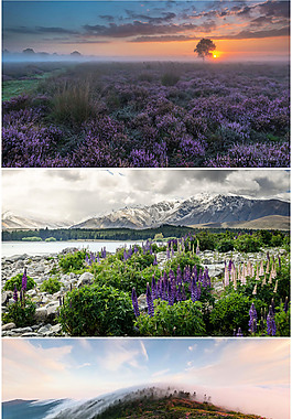 自然花海背景
