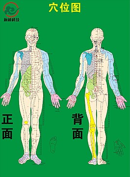 中醫(yī) 穴位圖