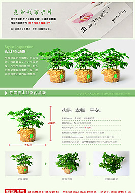 淘寶天貓植家簡(jiǎn)潔盆栽植物詳情頁(yè)
