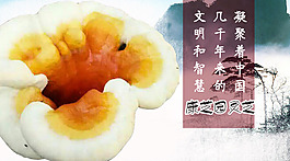 靈芝