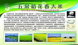 五常稻花香大米圖片