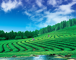 茶園景觀設(shè)計(jì)圖片