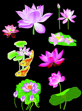 荷花摳圖