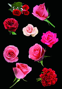 玫瑰花