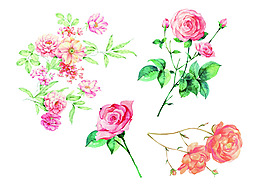 水粉薔薇
