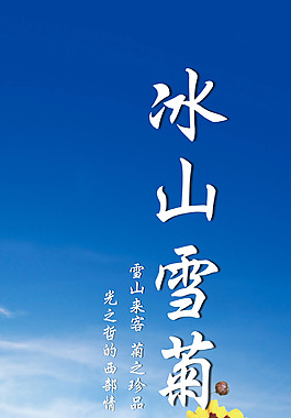 冰山雪菊