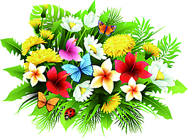 蝴蝶花卉