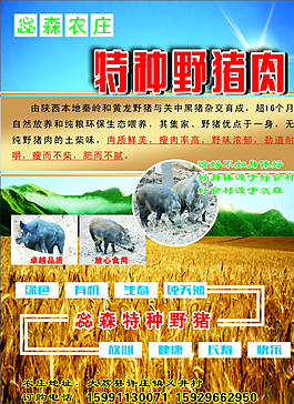 特種野豬肉圖片