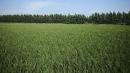 田塊實拍視頻
