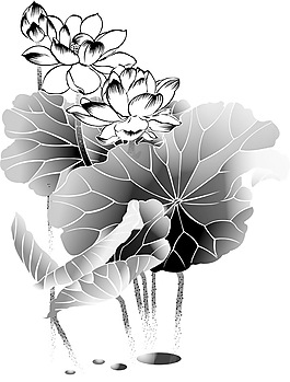 素描荷花