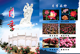 月季花 月季仙子月季品種大全