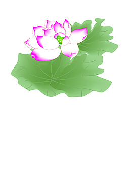 荷花