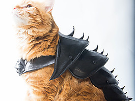 猫甲