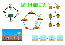 植物設(shè)計圖