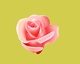 玫瑰花