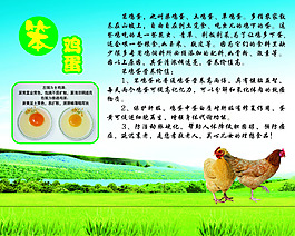 笨雞蛋 寫真